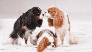 Cavalier-king charles spaniel: královský psí plemeno pro obyčejné lidi